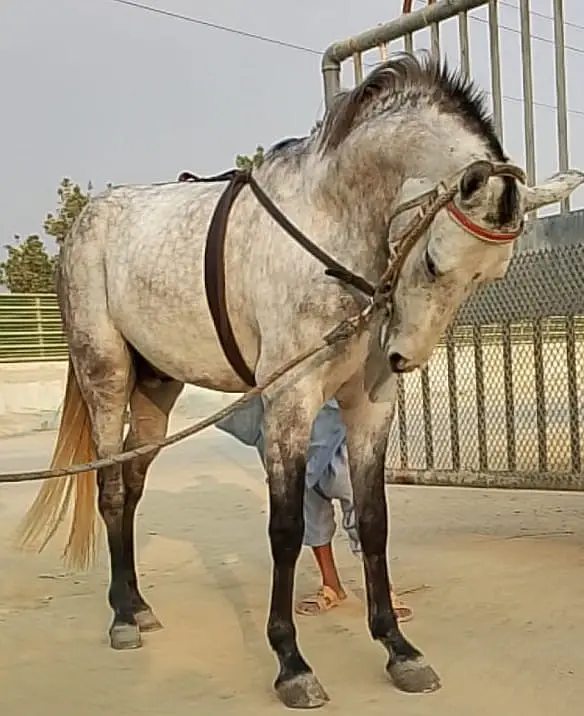 Arabian Desi Mix — photo 3