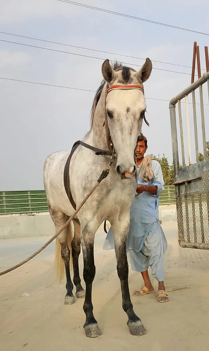 Arabian Desi Mix — photo 4