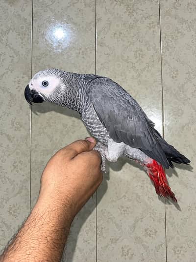 African gray talking tamme 0bite