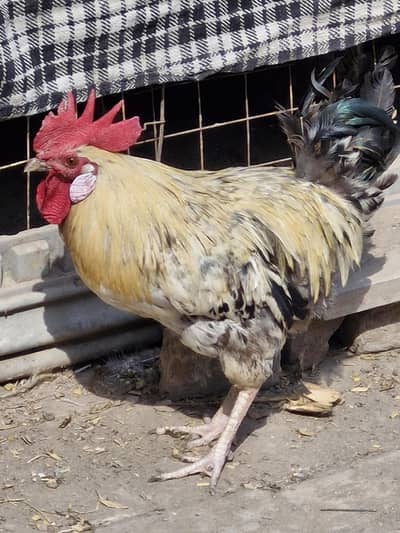 Male for sale
