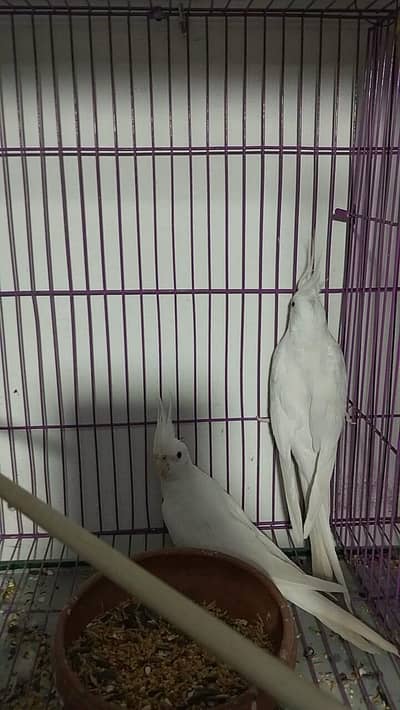 White Eno Red eyes Breeder pair