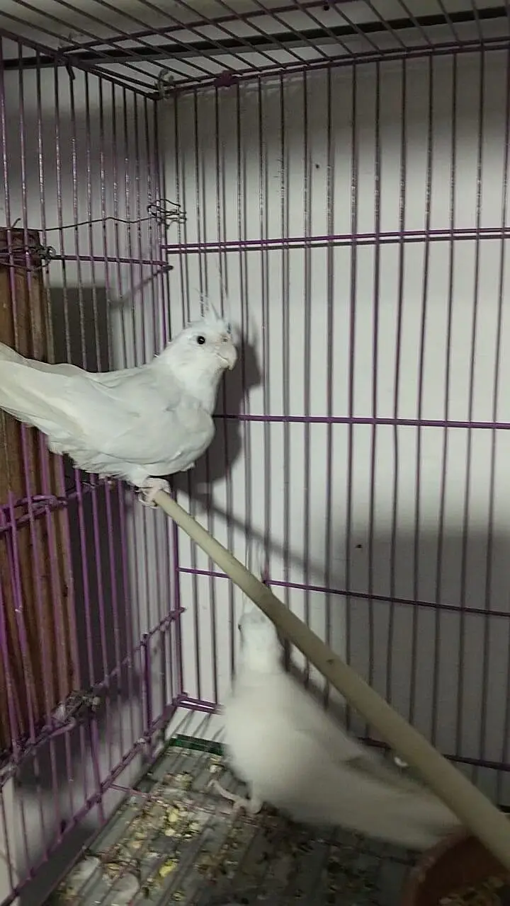 White Eno Red eyes Breeder pair — photo 2