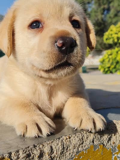 Labrador Retriever