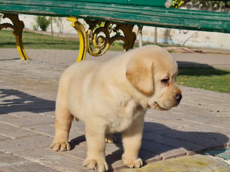 Labrador Retriever 1