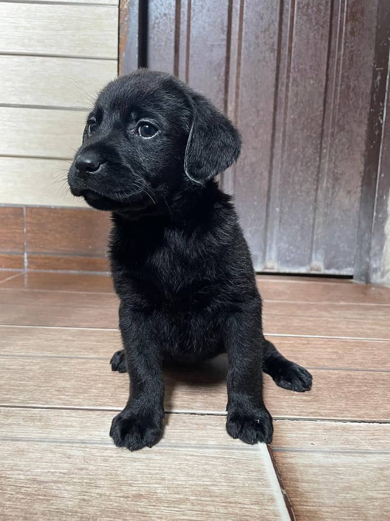 Labrador Retriever 5