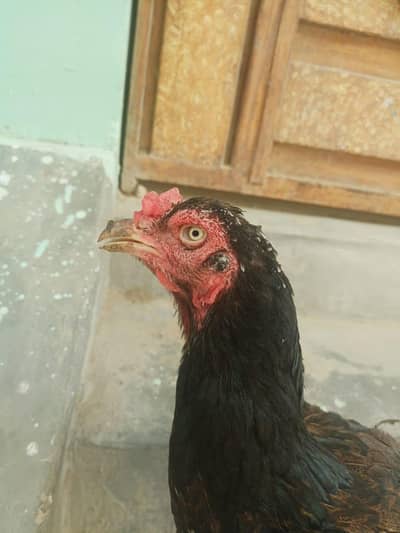 Shajri Madi Hai Bht achi Hai
