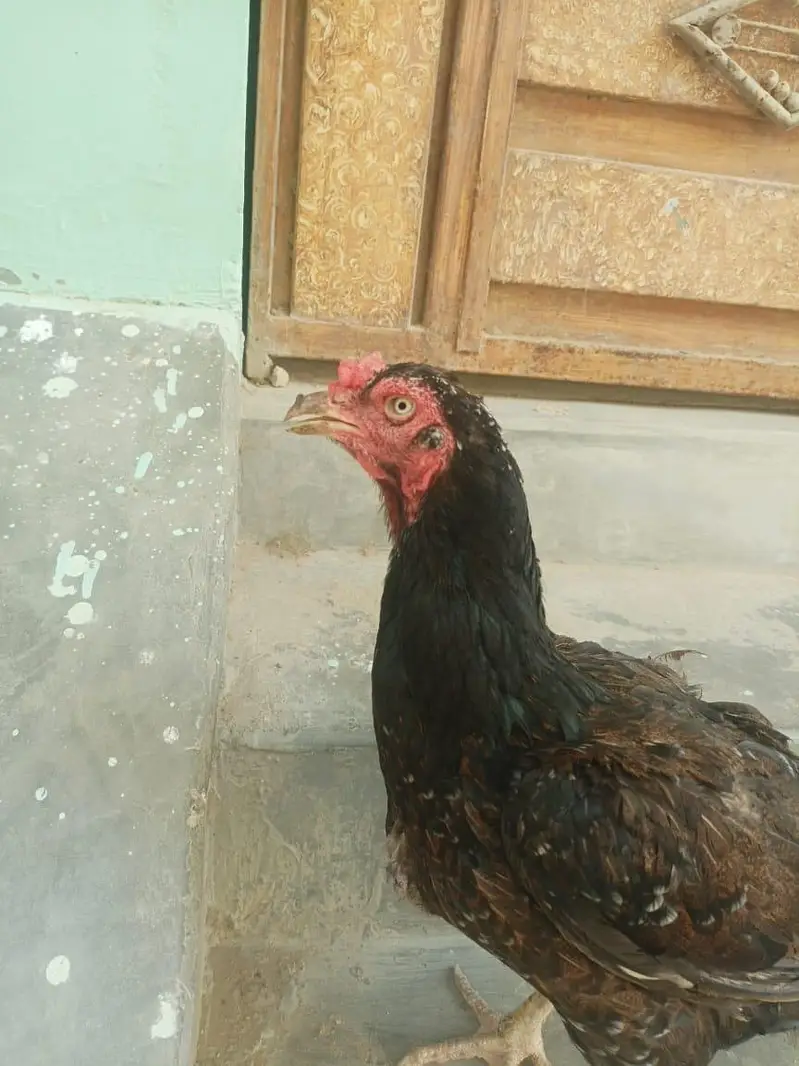 Shajri Madi Hai Bht achi Hai — photo 4