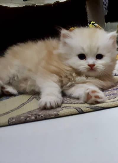 Persian kittens