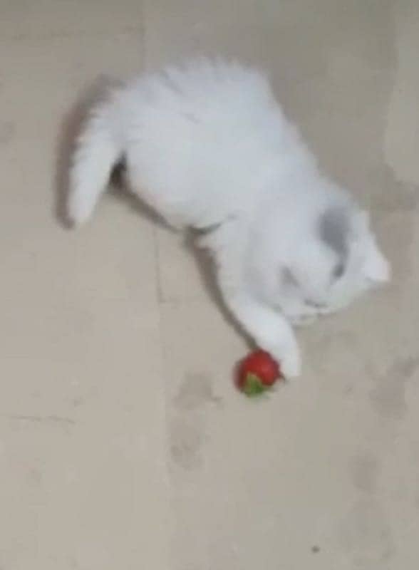 Persian kittens 1