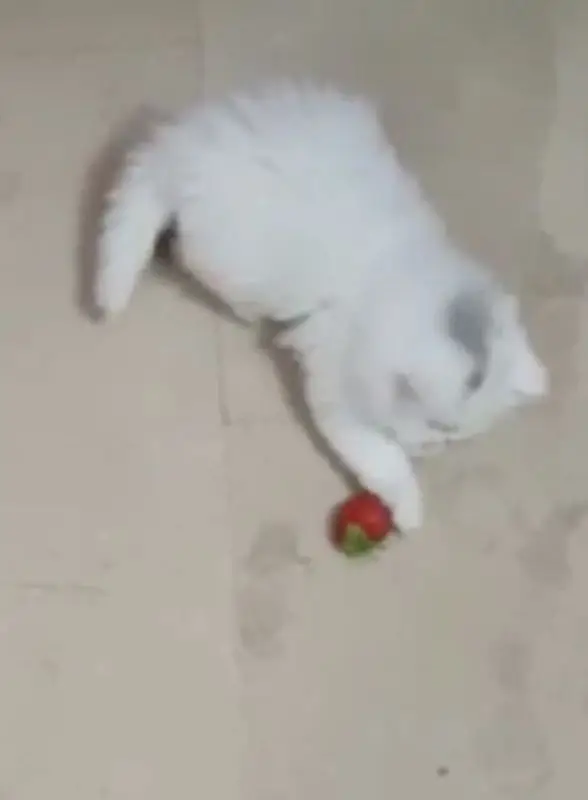 Persian kittens — photo 2