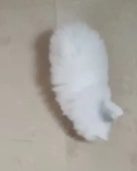 Persian kittens — photo 3