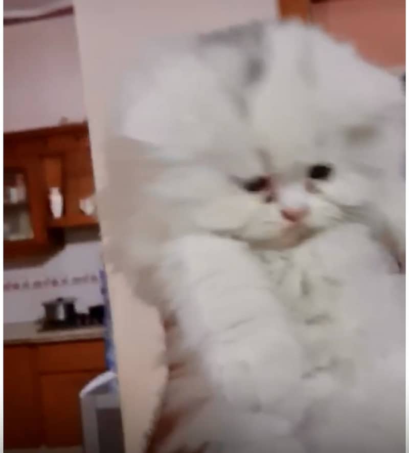 Persian kittens 3