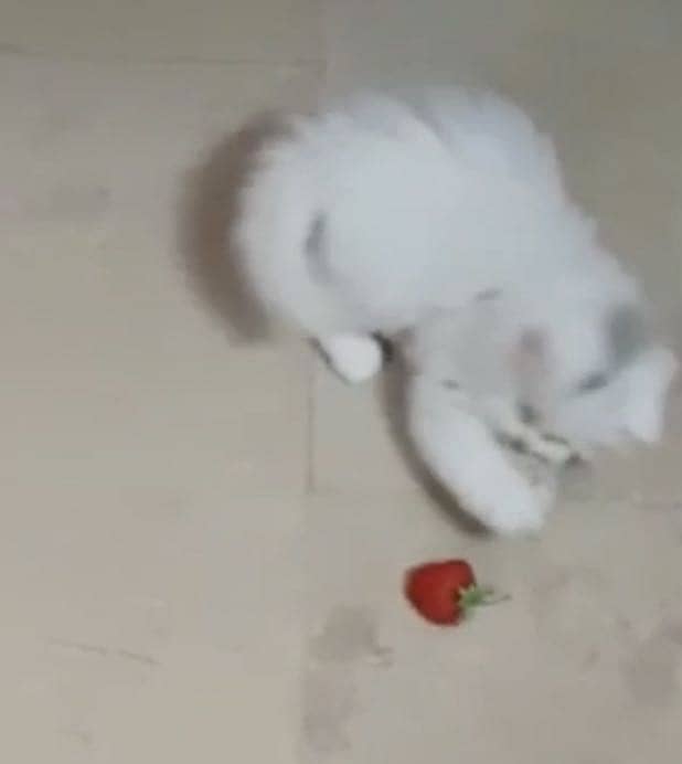 Persian kittens 4