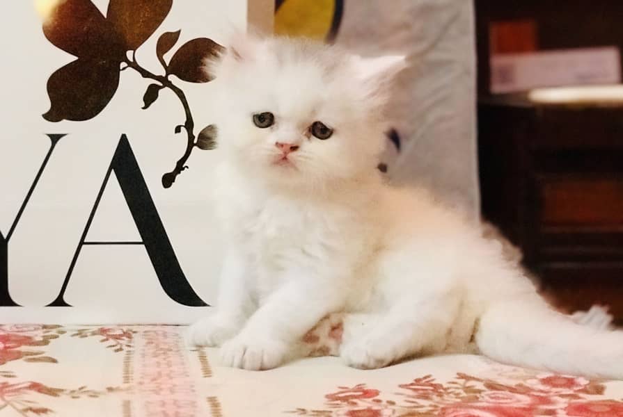 Persian kittens 5