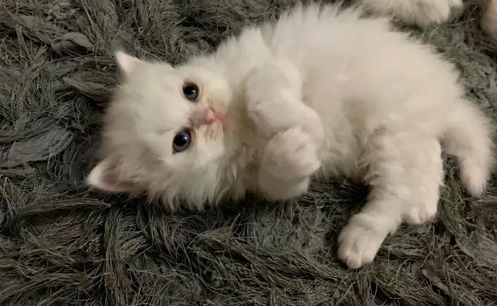 Persian kittens — photo 9