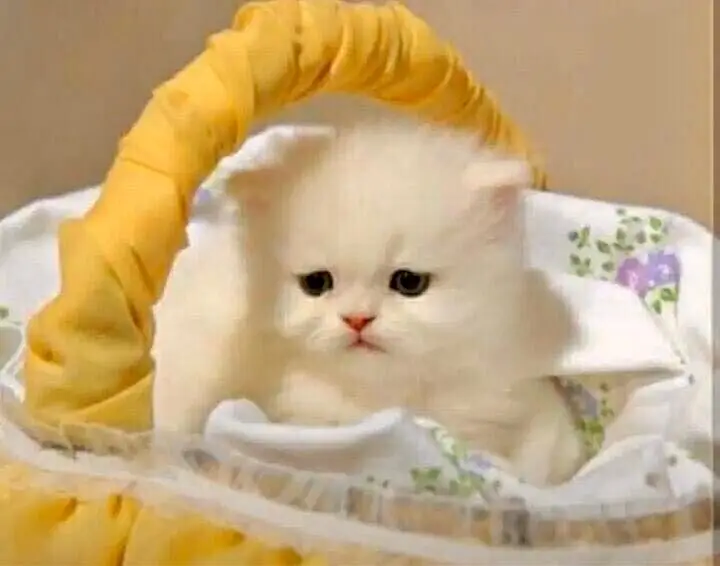 Persian kittens — photo 11