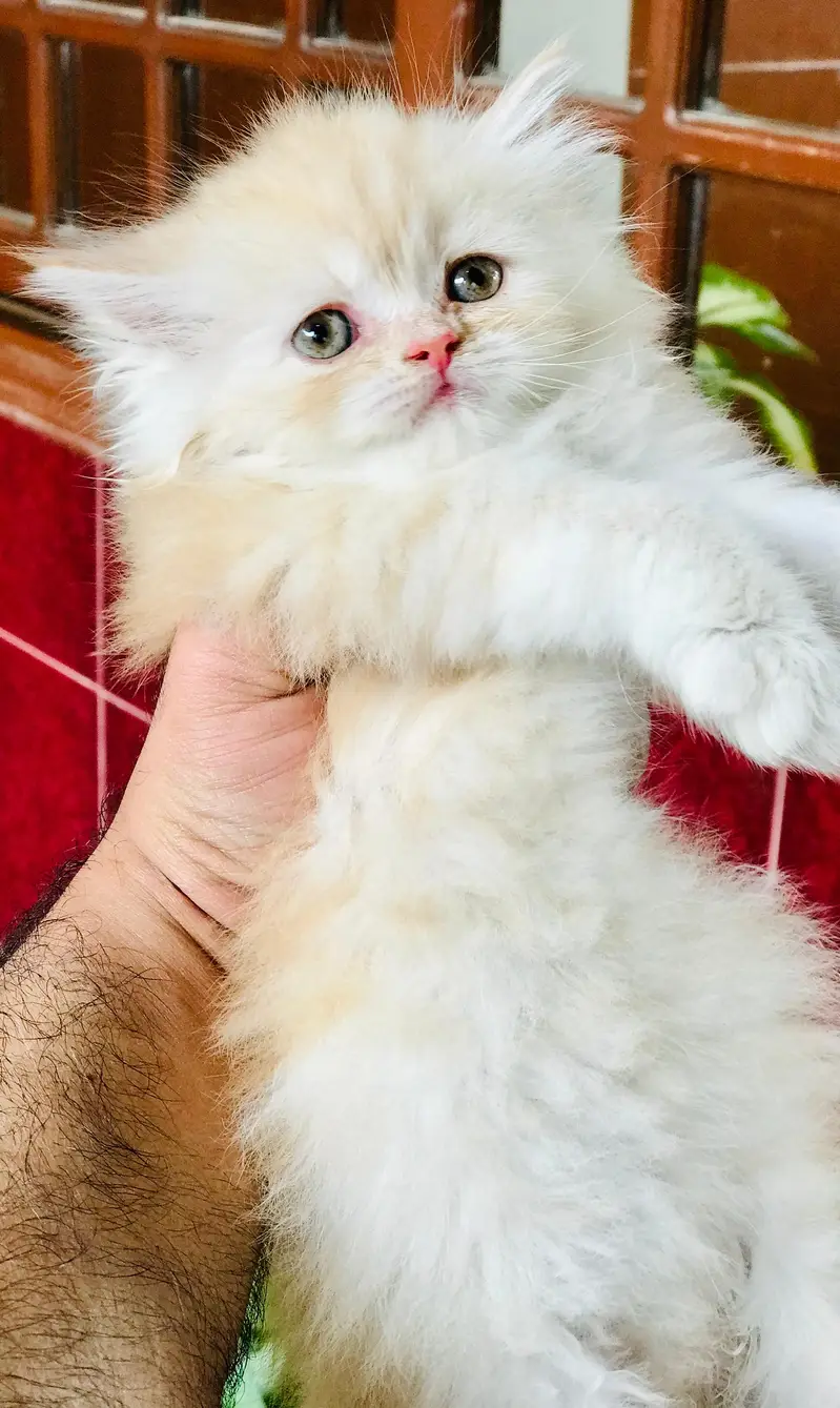 Persian kittens — photo 12