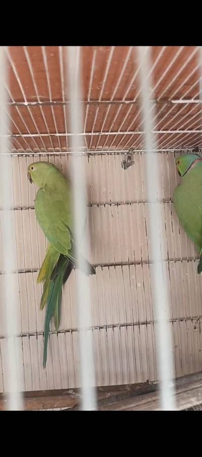 ringneck pair for sale 03177118780