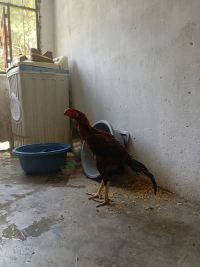 paraot beak