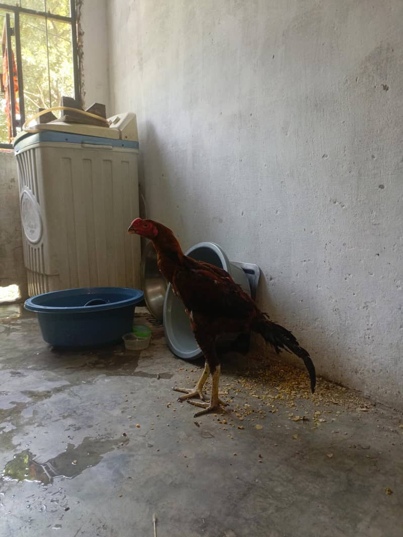 paraot beak 0