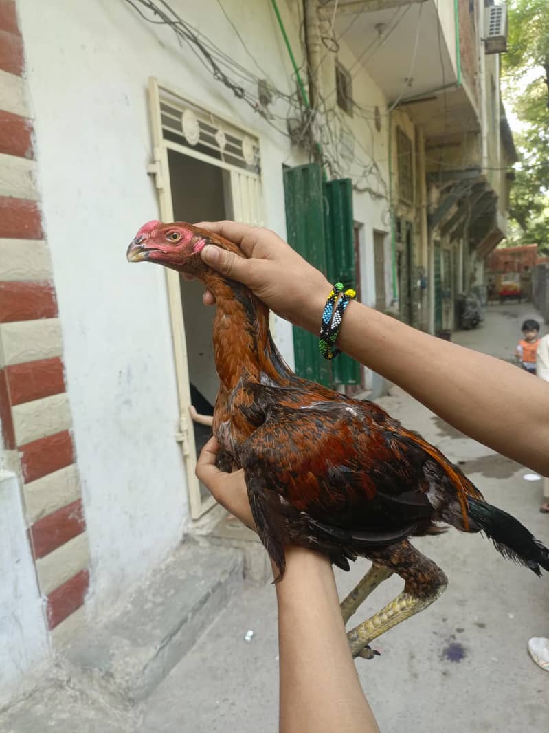 paraot beak 1