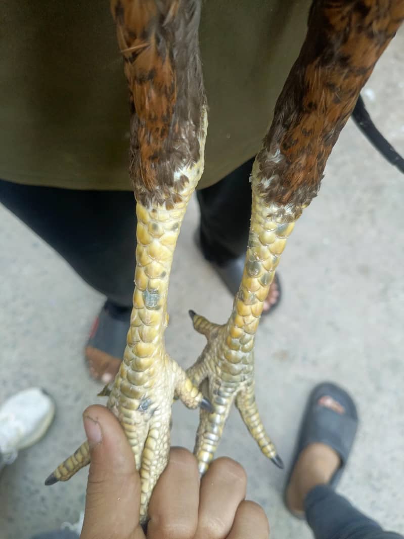 paraot beak 2