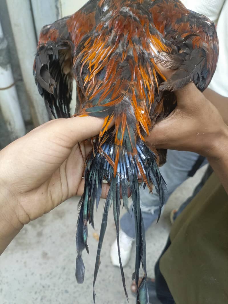 paraot beak 3