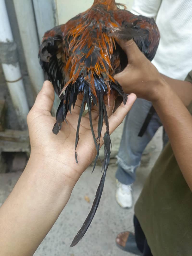 paraot beak 4