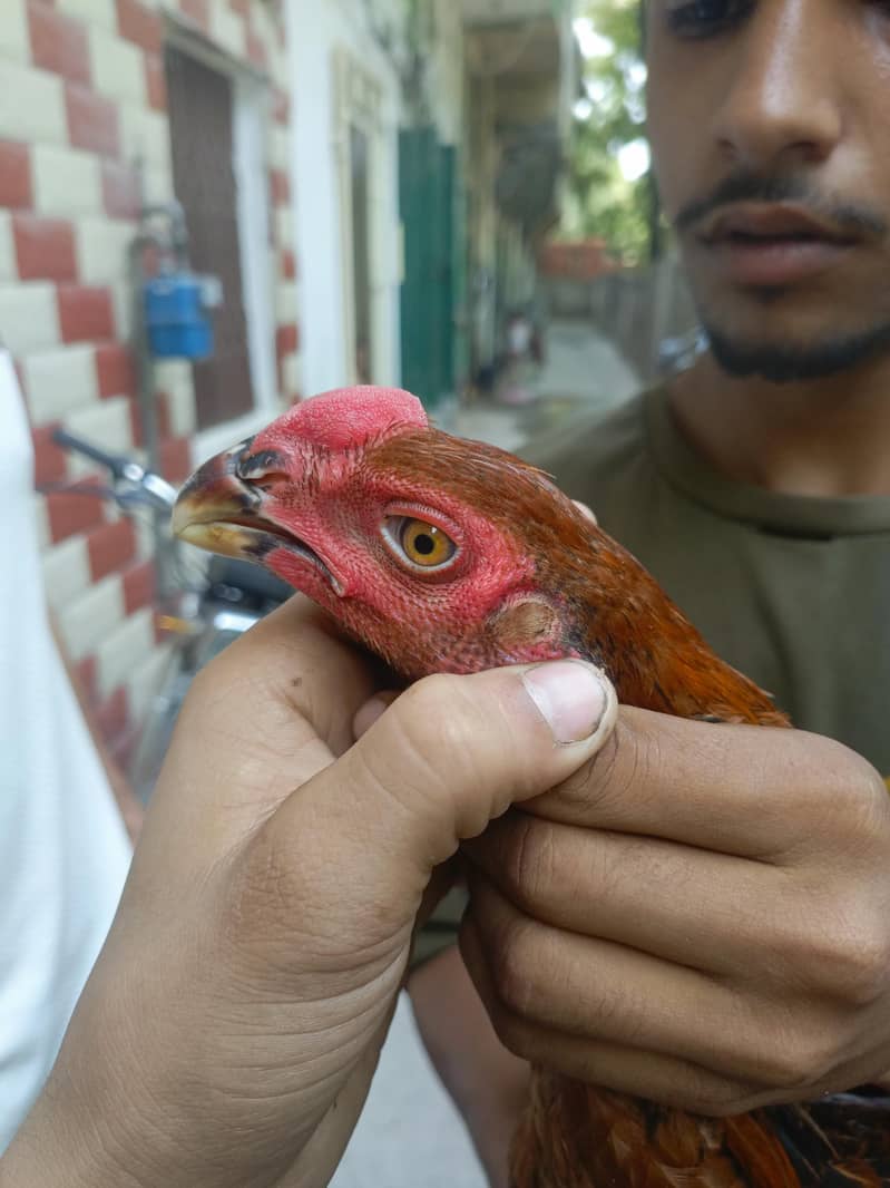 paraot beak 5