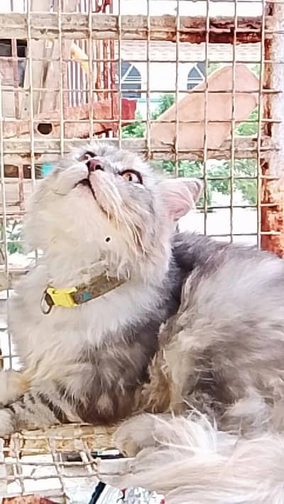 gorgeous multi shaded Persian cat