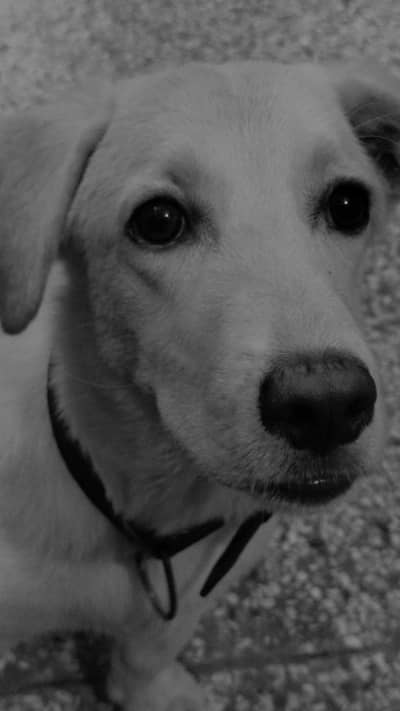 Labrador puppy