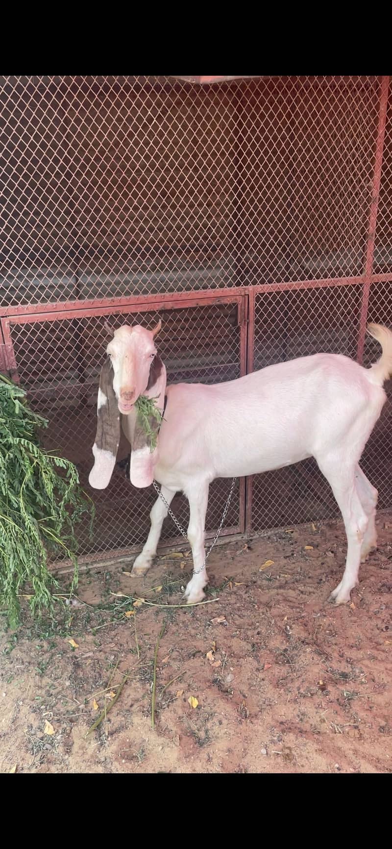 Gulabi 0