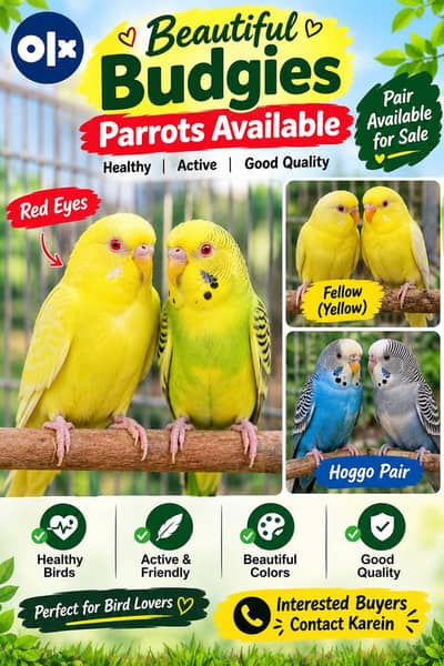 parrots fellow. hoggo. biggies