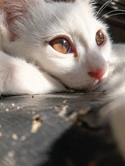 2 Active and Playful 3-Month-Old Kittens