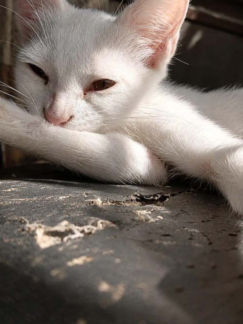 2 Active and Playful 3-Month-Old Kittens — photo 2