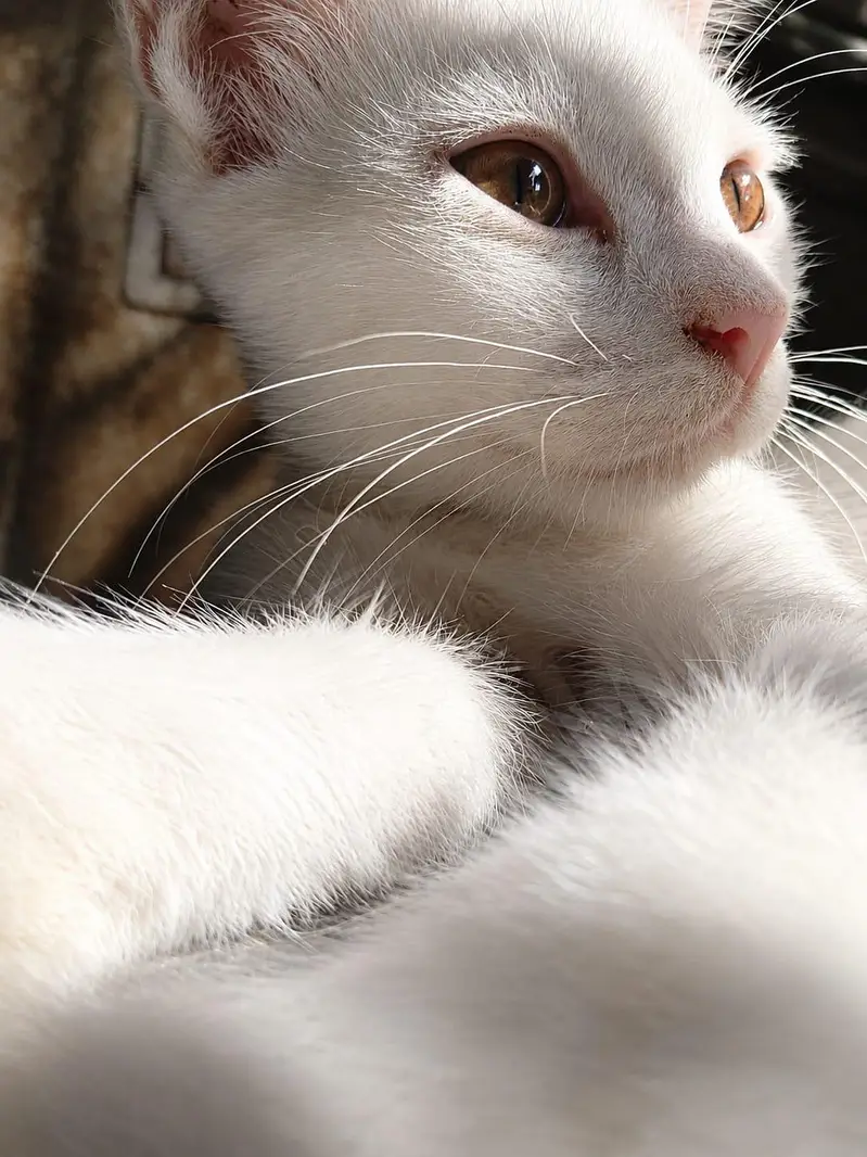 2 Active and Playful 3-Month-Old Kittens — photo 3