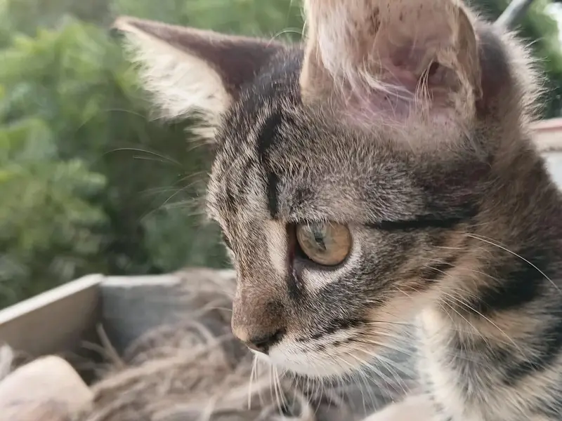 2 Active and Playful 3-Month-Old Kittens — photo 4