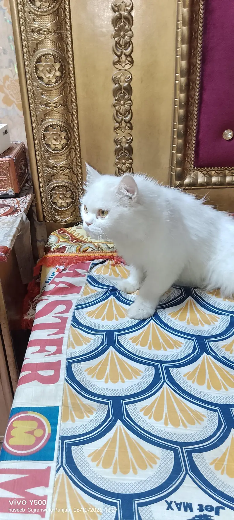 ret mein karta hai — photo 3
