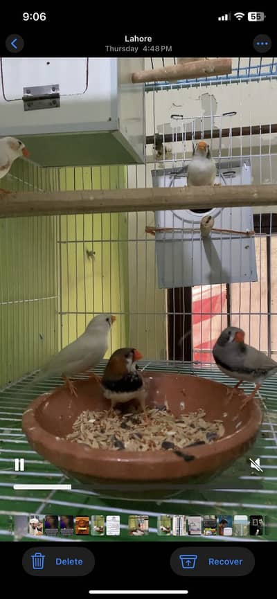 zebra finches 3 breeds pair 1 extra male