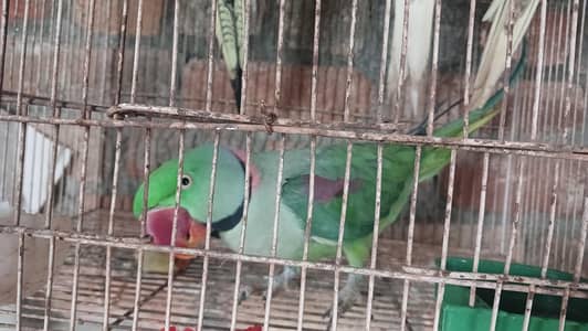 Raw parrot male for sale