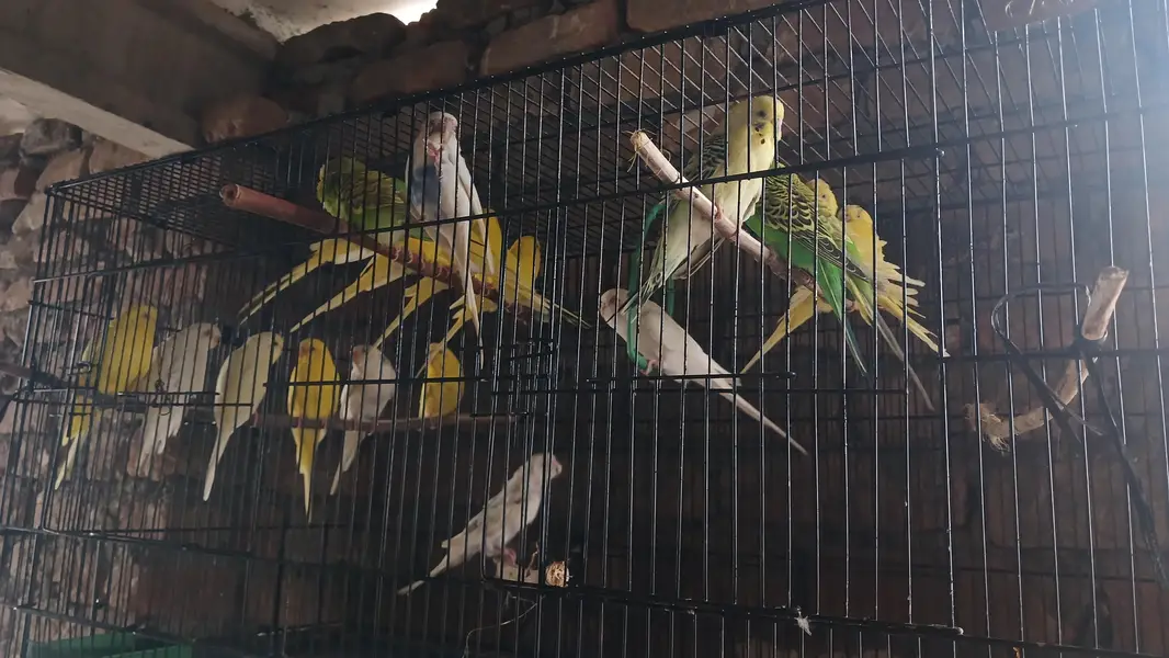 Raw parrot male for sale — photo 2