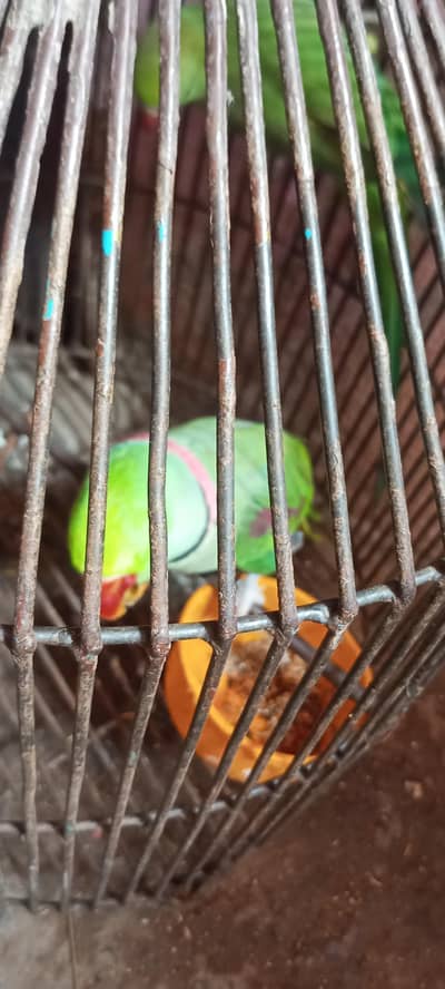 karmari parrot  12month ka ha whattapp 03024631692