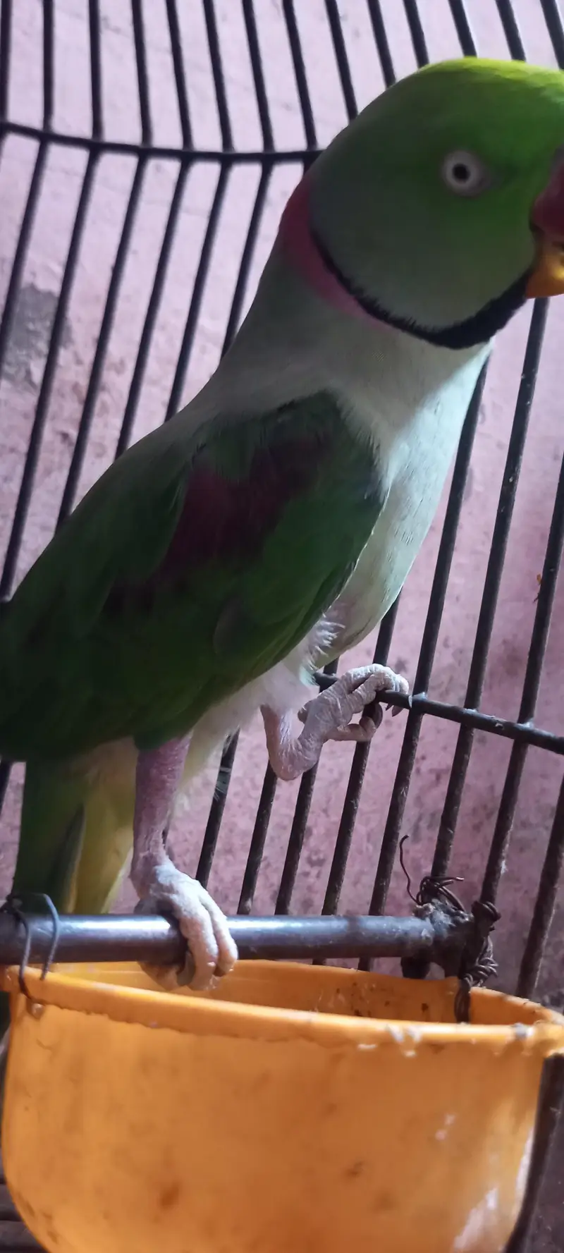 karmari parrot  12month ka ha whattapp 03024631692 — photo 2