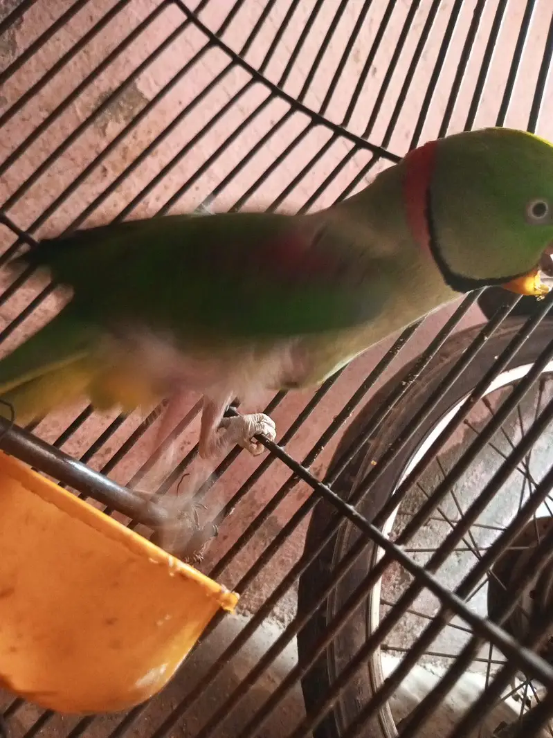 karmari parrot  12month ka ha whattapp 03024631692 — photo 3