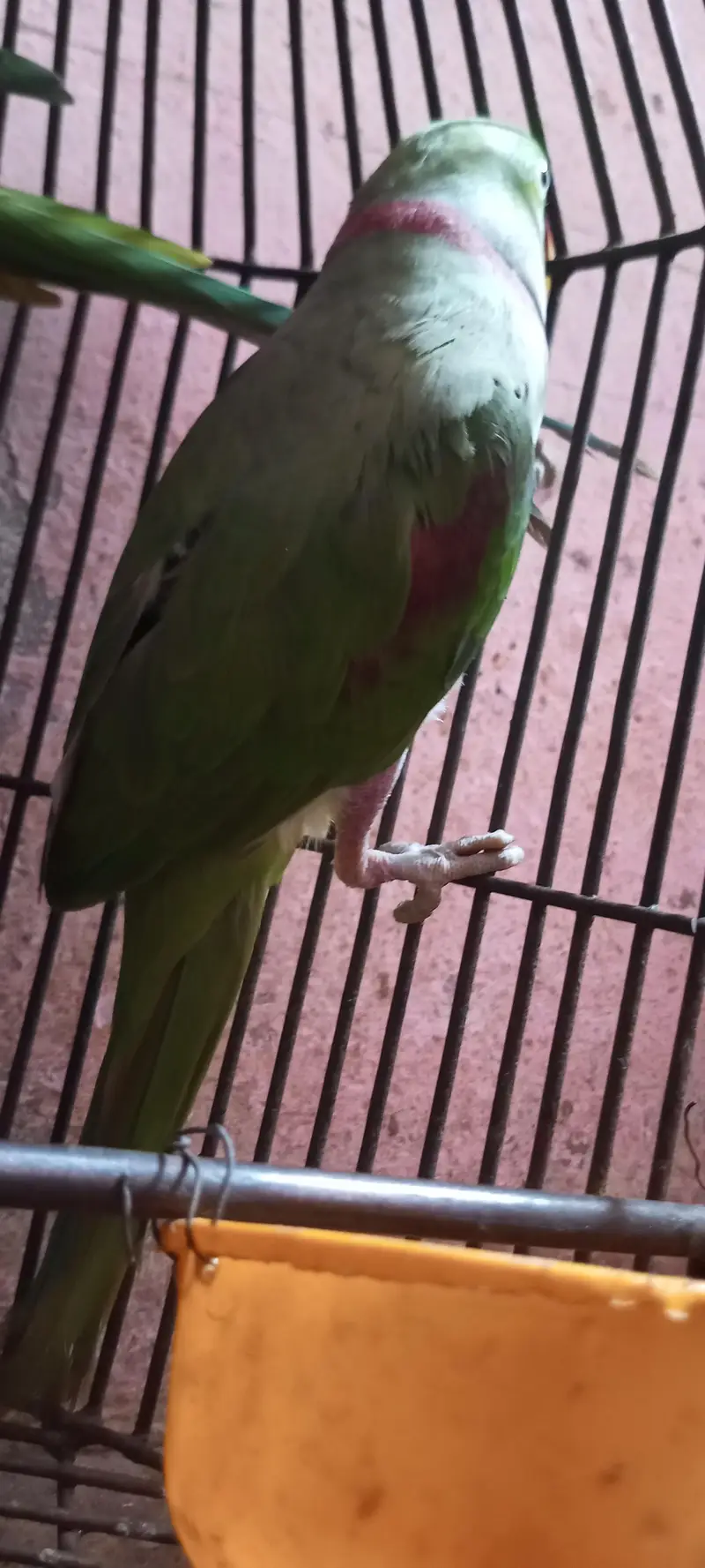karmari parrot  12month ka ha whattapp 03024631692 — photo 4