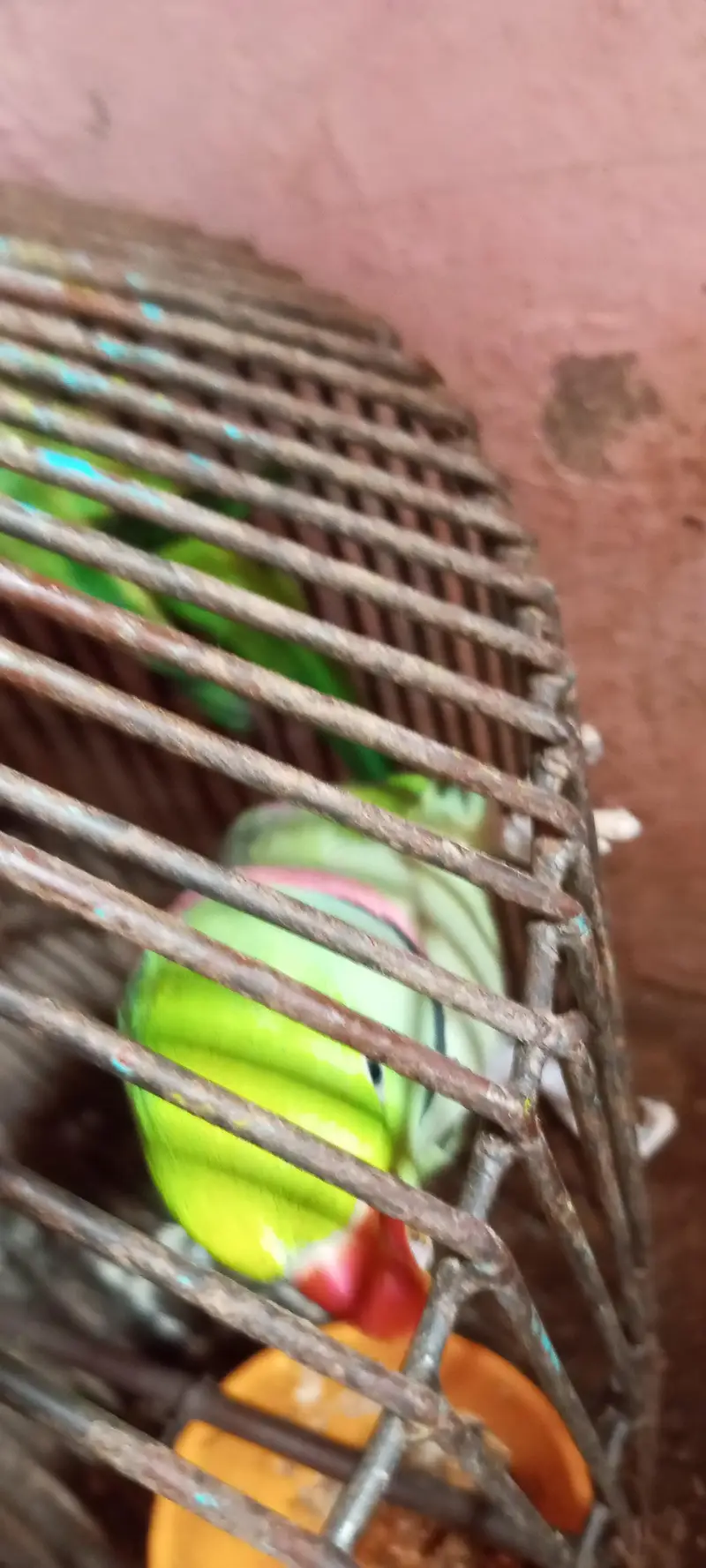 karmari parrot  12month ka ha whattapp 03024631692 — photo 5