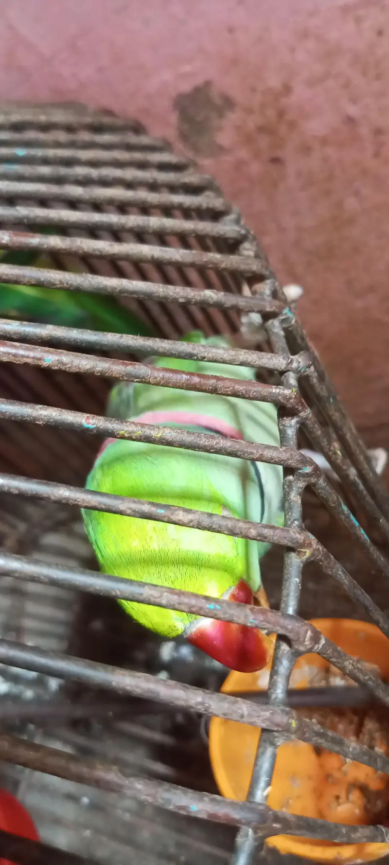 karmari parrot  12month ka ha whattapp 03024631692 — photo 6