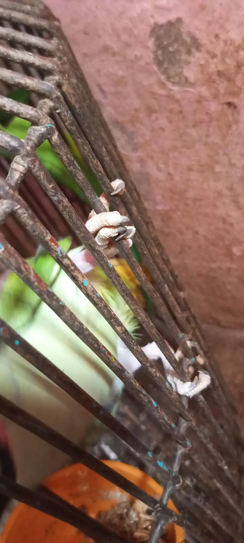 karmari parrot  12month ka ha whattapp 03024631692 — photo 7