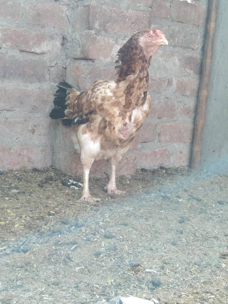 Aseel Hen 0