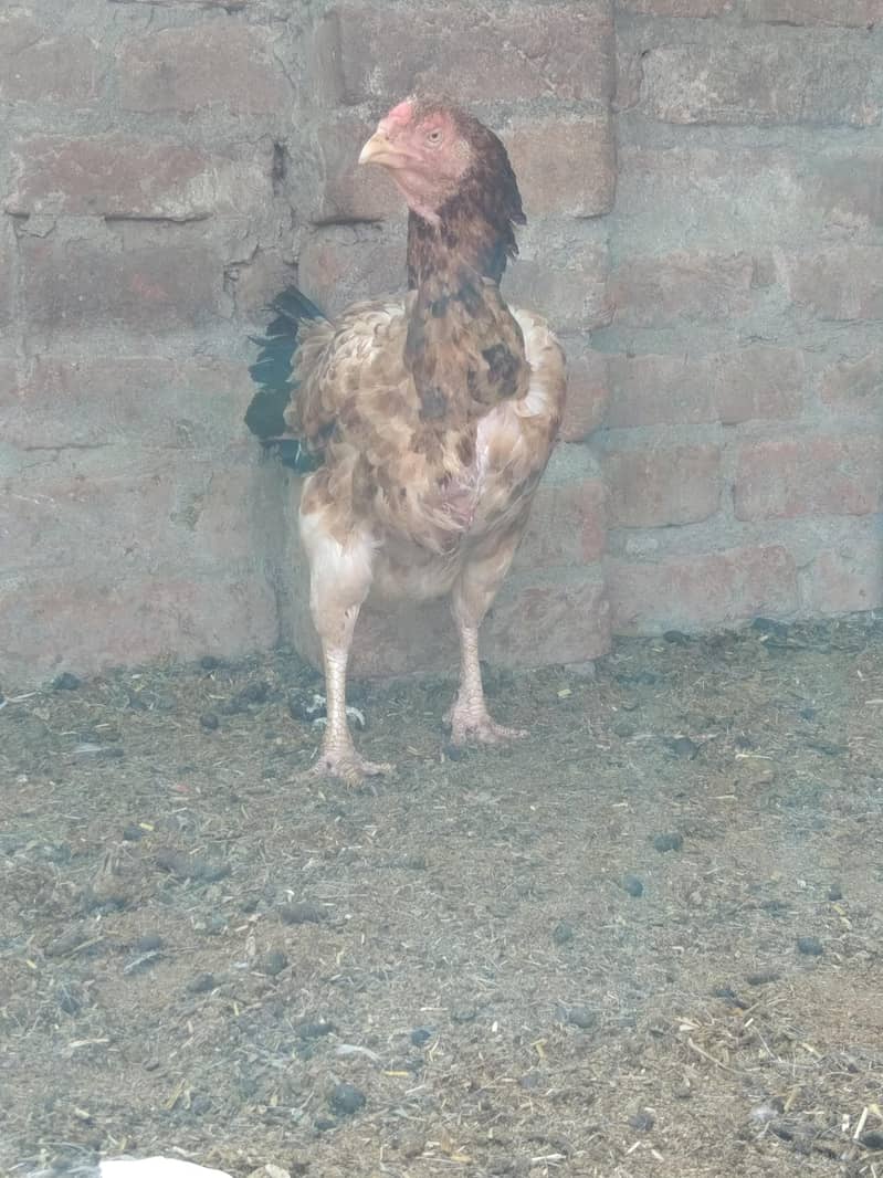 Aseel Hen 1